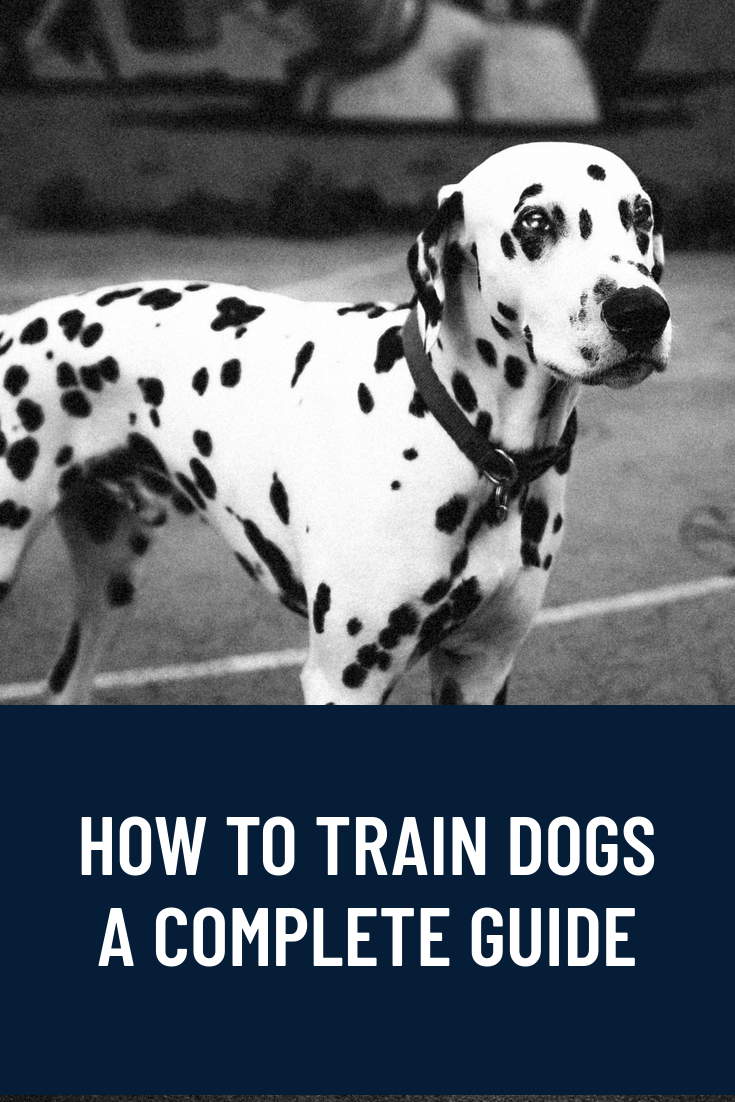 How To Train Dogs - Complete Guide