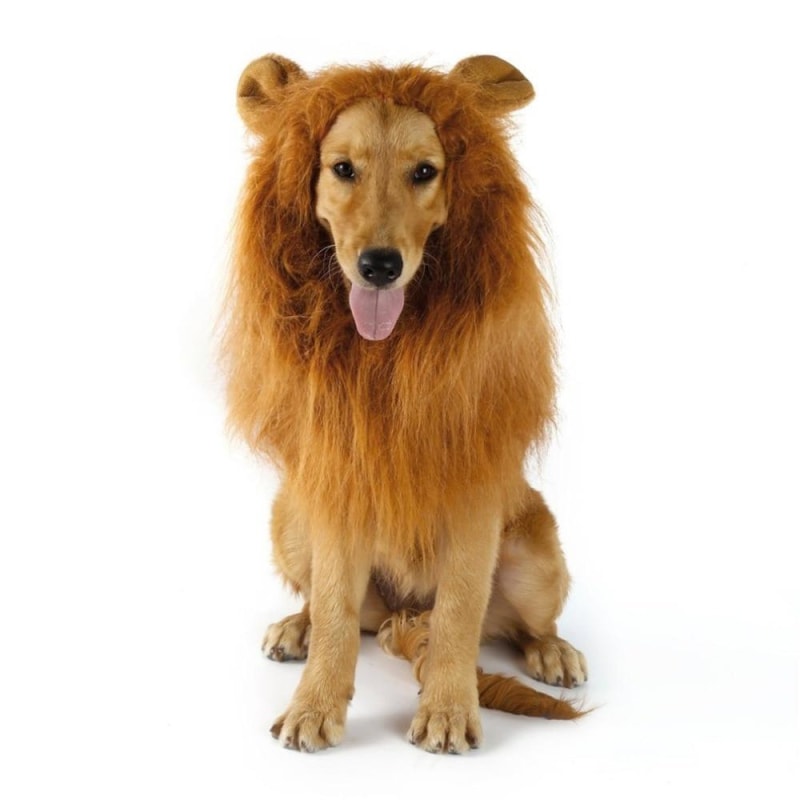 Majestic Dog’s Lion Mane Costume - dilutee.com